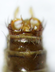 Pycnocentrodes modestus