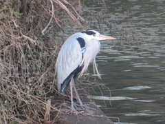 Ardea cinerea