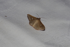 Banisia owadai