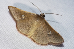 Banisia owadai