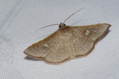 Banisia owadai