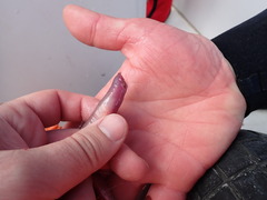 Southern Hagfish photo 1