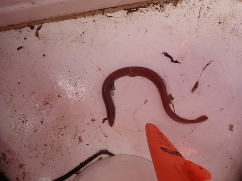 Southern hagfish (Myxine australis) — Myxinidae