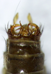 Pycnocentrodes modestus