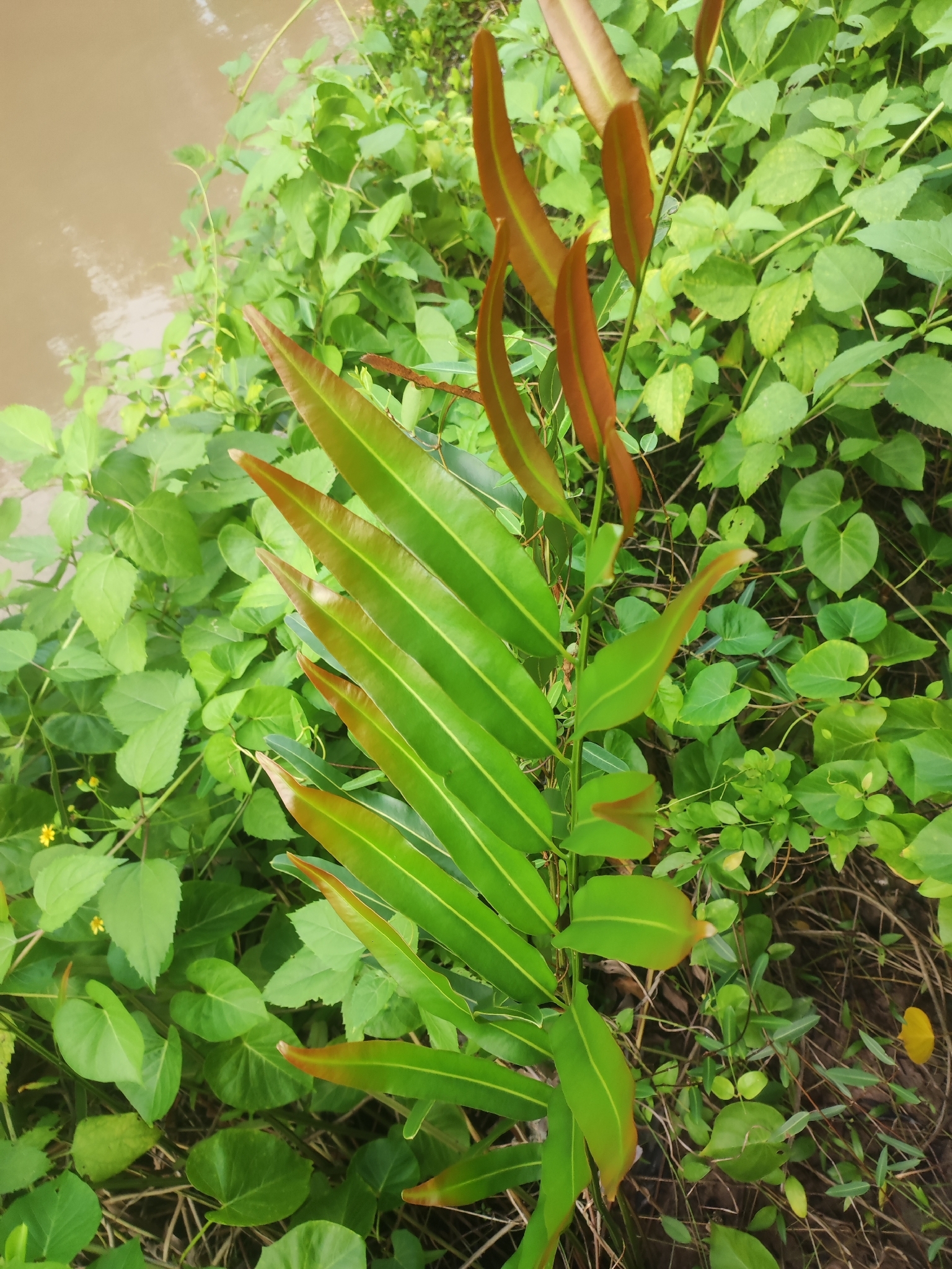 Acrostichum aureum — ảnh 2