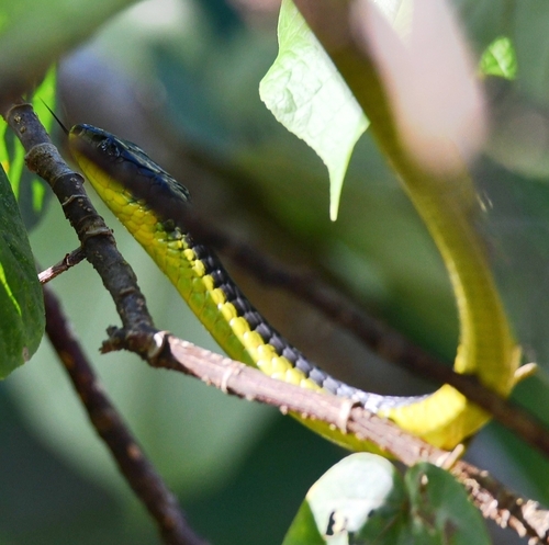 Common Tree Snake sighting