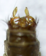 Pycnocentrodes modestus