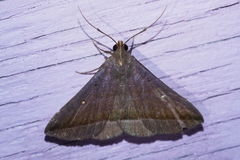 Hadennia obliqua