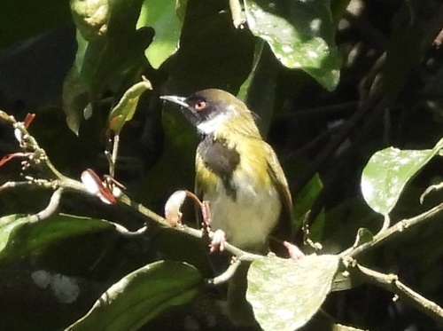 Mountain Masked Apalis (Apalis personata), photo 2