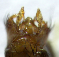 Pycnocentrodes modestus