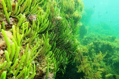 Caulerpa brownii