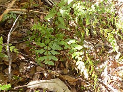 Lindsaea trichomanoides