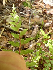 Lindsaea trichomanoides