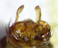 Pycnocentrodes modestus