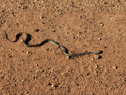 Reticulated Whipsnake sighting