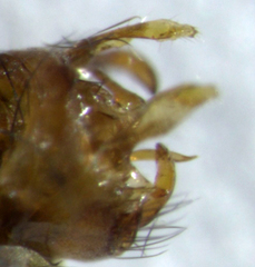 Pycnocentrodes modestus