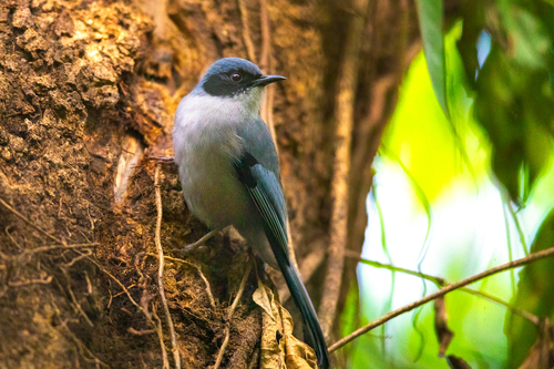 Beautiful Sibia (Heterophasia pulchella), photo 5