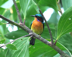 Chalcoparia singalensis