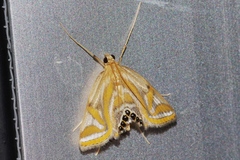 Eoophyla conjunctalis