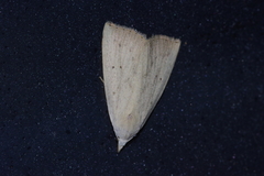 Rivula aequalis