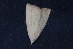 Rivula aequalis