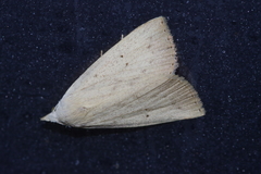 Rivula aequalis