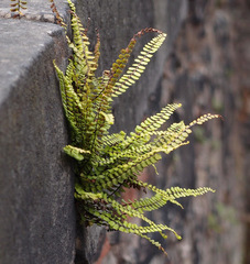 Asplenium trichomanes quadrivalens