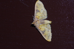 Pachynoa sabelialis