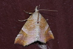 Olulis japonica