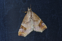 Olulis japonica