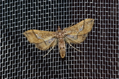 Hydriris ornatalis