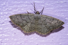 Scopula plumbearia