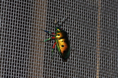 Calliphara excellens