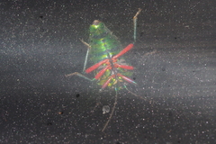 Calliphara excellens