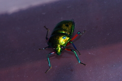 Calliphara excellens