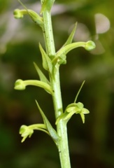Habenaria furcifera