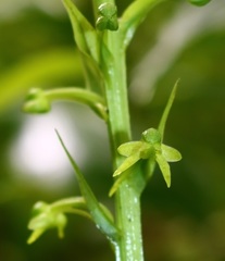 Habenaria furcifera