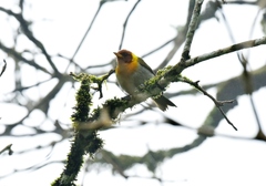 Hemithraupis ruficapilla