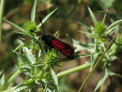 Zygaena erythrus