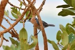 Schistochlamys ruficapillus