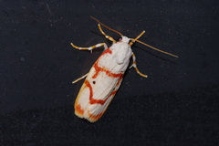 Cyana unipunctata