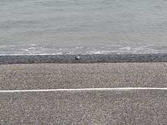 Phoca vitulina vitulina