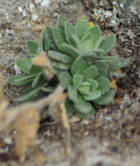 Draba cana