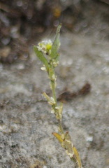 Draba cana