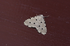 Metaemene atrigutta maculata