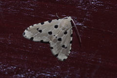 Metaemene atrigutta maculata