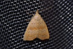 Polypogon ryukyuensis