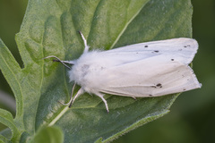 Spilosoma urticae