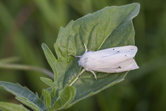 Spilosoma urticae