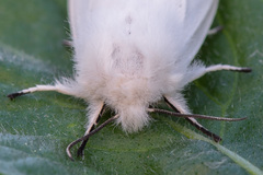 Spilosoma urticae